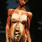Plastinated female body