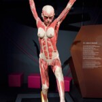 Plastinated female body