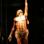 Plastinated female body