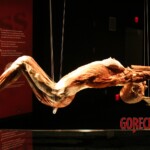 Plastinated female body