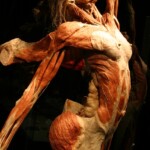 Plastinated female body