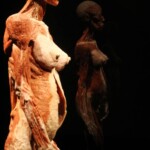 Plastinated female body