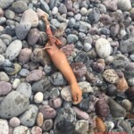 Remains of dismembered woman washed up on beach