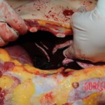 Stabbed woman in morgue