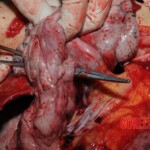 Stabbed woman in morgue