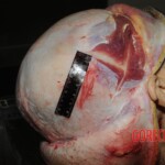 Stabbed woman in morgue