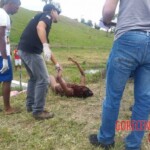 Renata Santos de Oliveira