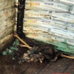 7 rotting bodies found in shipping container