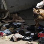 7 rotting bodies found in shipping container