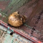 7 rotting bodies found in shipping container