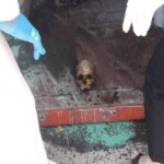 7 rotting bodies found in shipping container