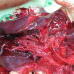 Detailed autopsy of Chinese woman