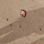 Lucas Vargas Klever Jonathan