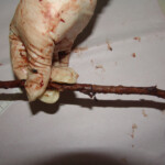 Brutally raped pregnant Chinese woman in morgue