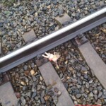 Elderly woman hit by train