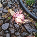 Elderly woman hit by train