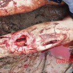 Elderly woman killed by bear