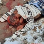 Elderly woman killed by bear