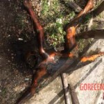 Maria Clariz Faylona