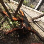 Maria Clariz Faylona