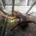 Maria Clariz Faylona