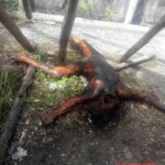 Maria Clariz Faylona