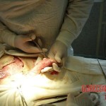 Necrosis of testicles