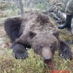 Terrifying aftermath of bear attack