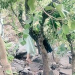 Reasi terrorist attack