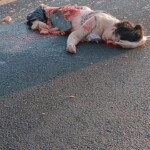 Elnir Fátima Moreira