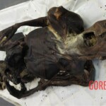 Mummified corpse