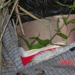 Dead young girl in forest