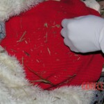 Dead young girl in forest