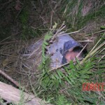 Dead young girl in forest