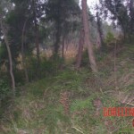 Young girl died in forest, face partially eaten