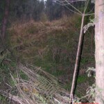 Young girl died in forest, face partially eaten