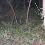 Young girl died in forest, face partially eaten