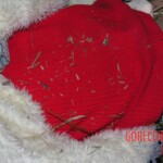 Young girl died in forest, face partially eaten