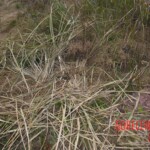 Young girl died in forest, face partially eaten