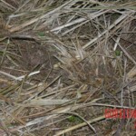 Young girl died in forest, face partially eaten