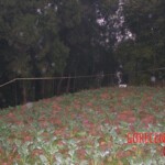 Young girl died in forest, face partially eaten