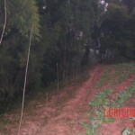 Young girl died in forest, face partially eaten