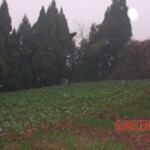 Young girl died in forest, face partially eaten