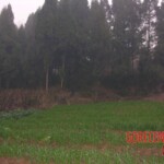 Young girl died in forest, face partially eaten