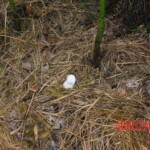 Young girl died in forest, face partially eaten