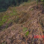 Young girl died in forest, face partially eaten