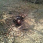 Maria de Fátima Teixeira