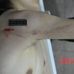 Female suicide jumper