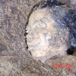 Denisse Esperanza Sulecio Marcos