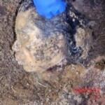 Denisse Esperanza Sulecio Marcos